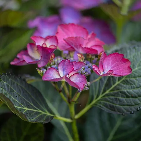 בית נופש Huus De Freese 35224 *