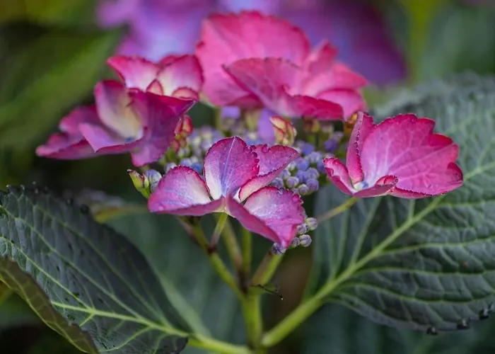 بيت للعطل Huus De Freese 35224 *